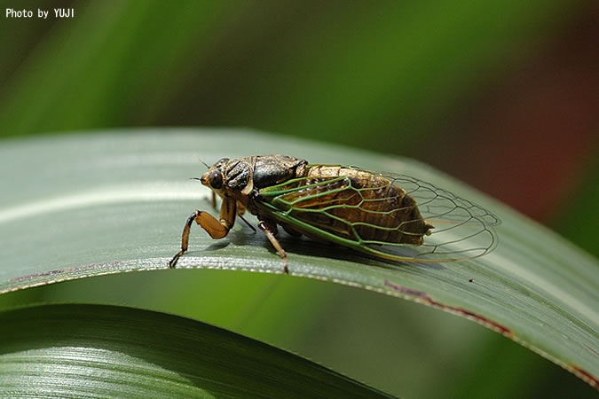 イワサキクサゼミ Platypleura kuroiwae