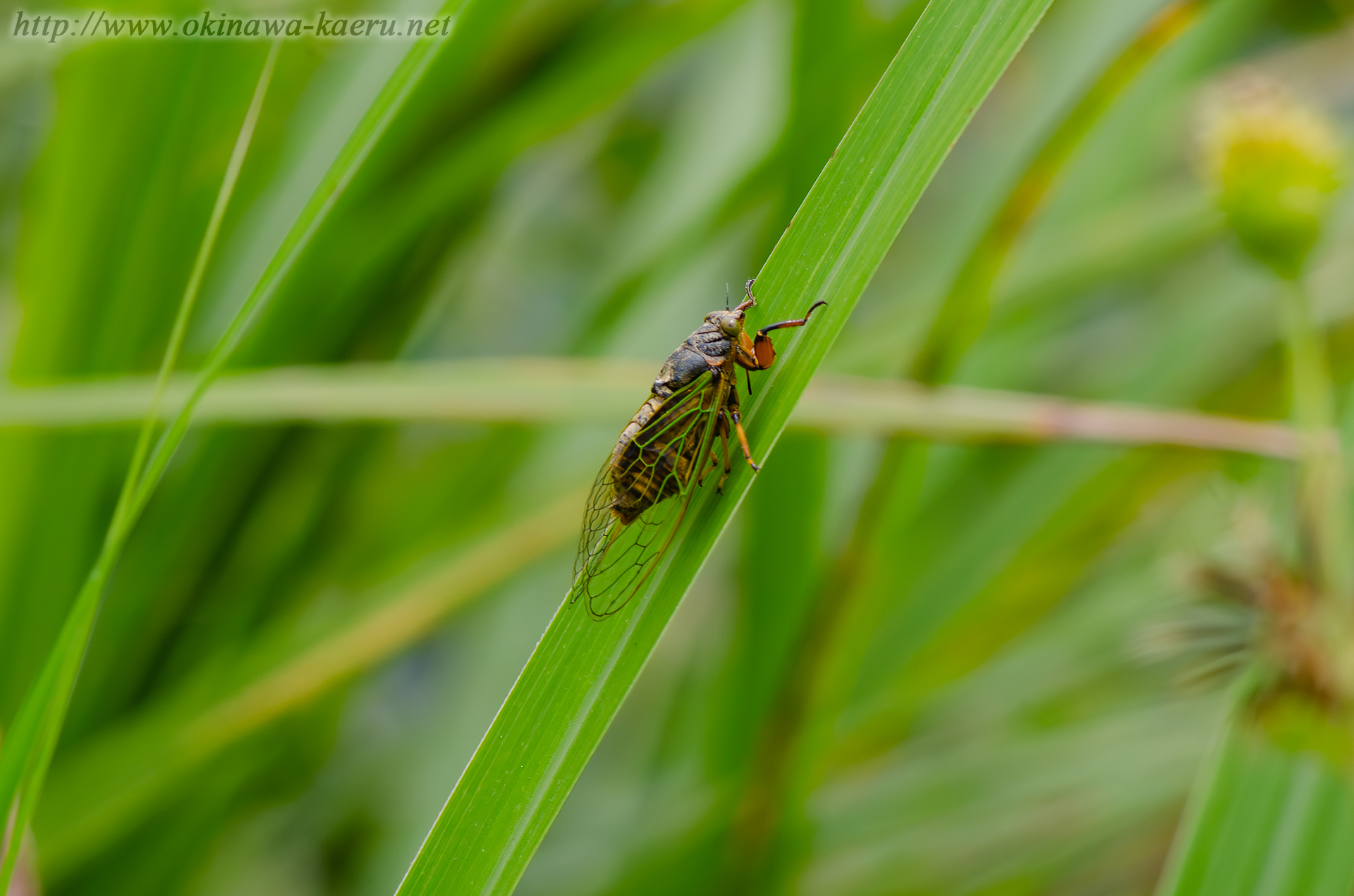 イワサキクサゼミの画像