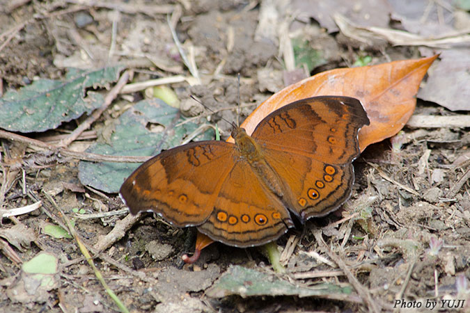 イワサキタテハモドキ Junonia hedonia