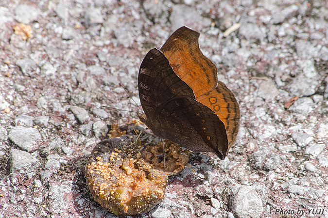 イワサキタテハモドキ Junonia hedonia