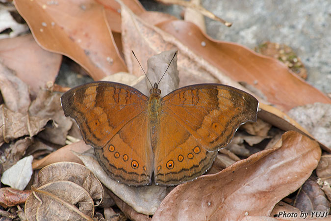 イワサキタテハモドキ Junonia hedonia