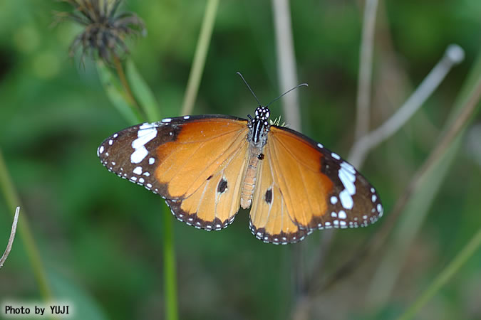 カバマダラ Anosia chrysippus