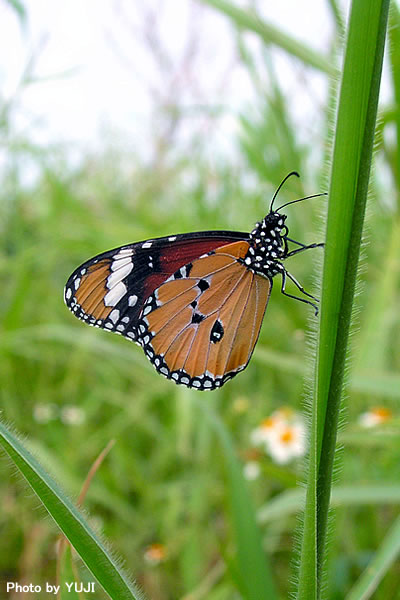 カバマダラ Anosia chrysippus