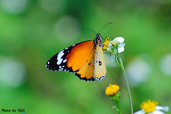 カバマダラ Anosia chrysippus