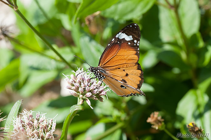 カバマダラ Anosia chrysippus