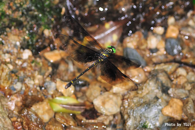 カラスヤンマ Chlorogomphus brunneus brunneus