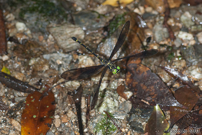 カラスヤンマ Chlorogomphus brunneus brunneus