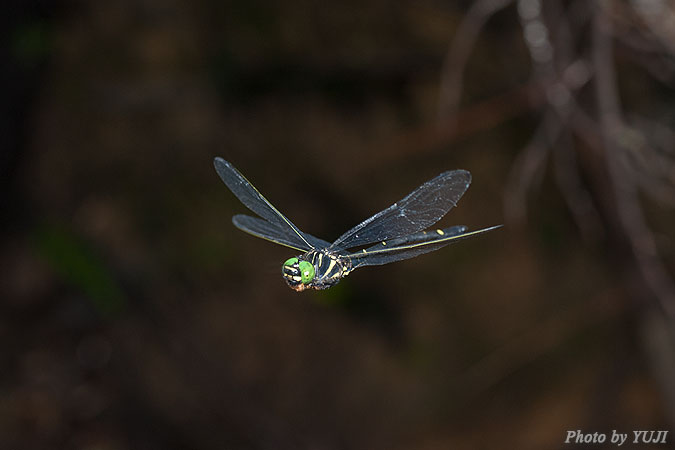 カラスヤンマ Chlorogomphus brunneus brunneus