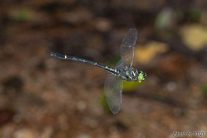 カラスヤンマ Chlorogomphus brunneus brunneus