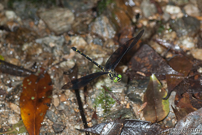 カラスヤンマ Chlorogomphus brunneus brunneus