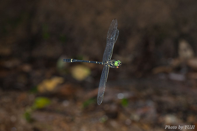 カラスヤンマ Chlorogomphus brunneus brunneus