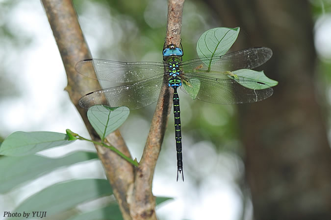 カトリヤンマ Gynacantha japonica