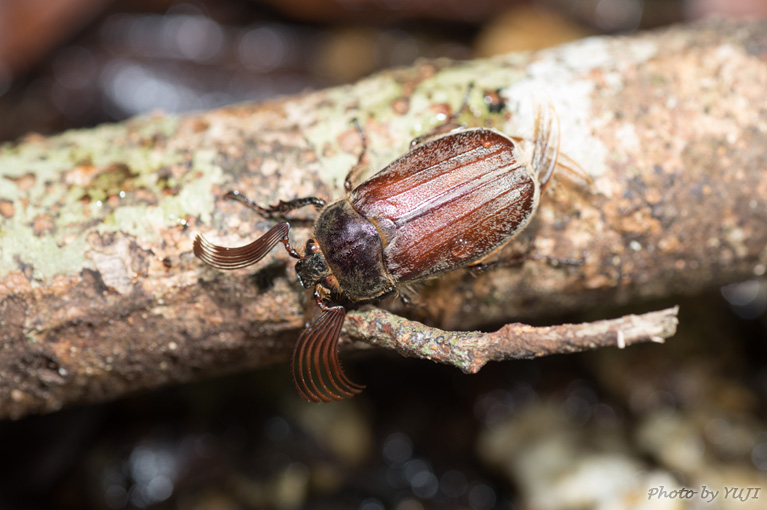 ケブカコフキコガネ Tricholontha papagena