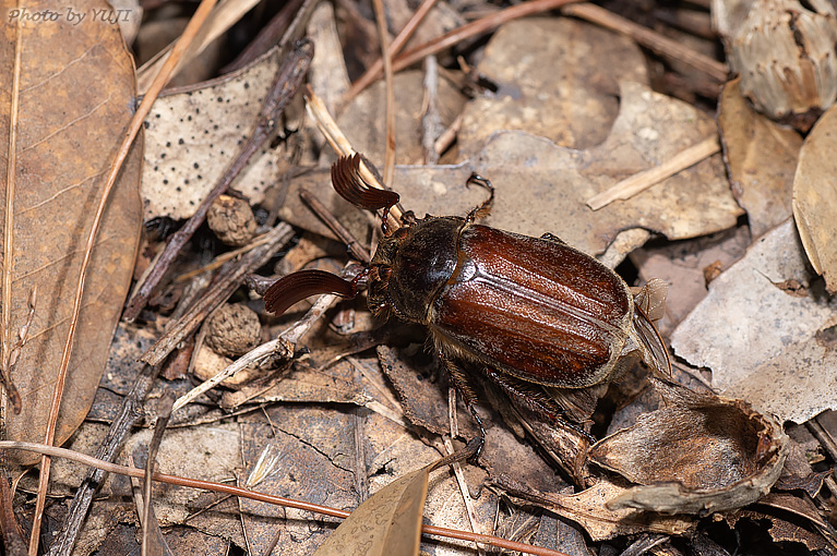 ケブカコフキコガネ Tricholontha papagena