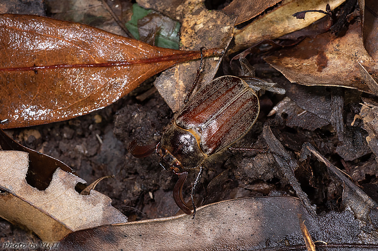 ケブカコフキコガネ Tricholontha papagena