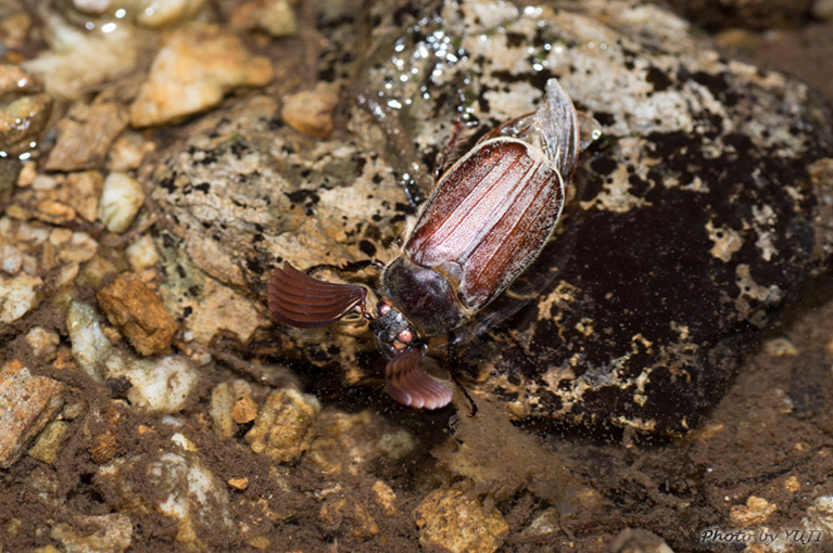 ケブカコフキコガネ Tricholontha papagena