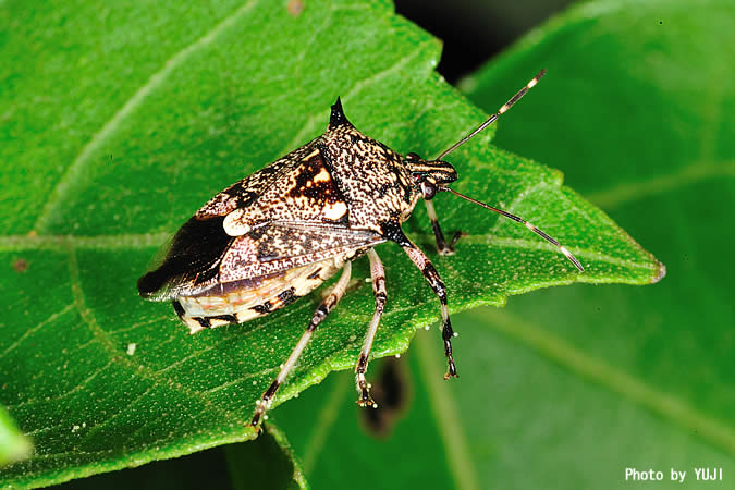 キシモフリクチブトカメムシ Eocanthecona furcellata