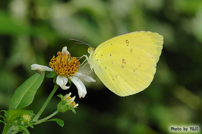 キチョウ Eurema hecabe