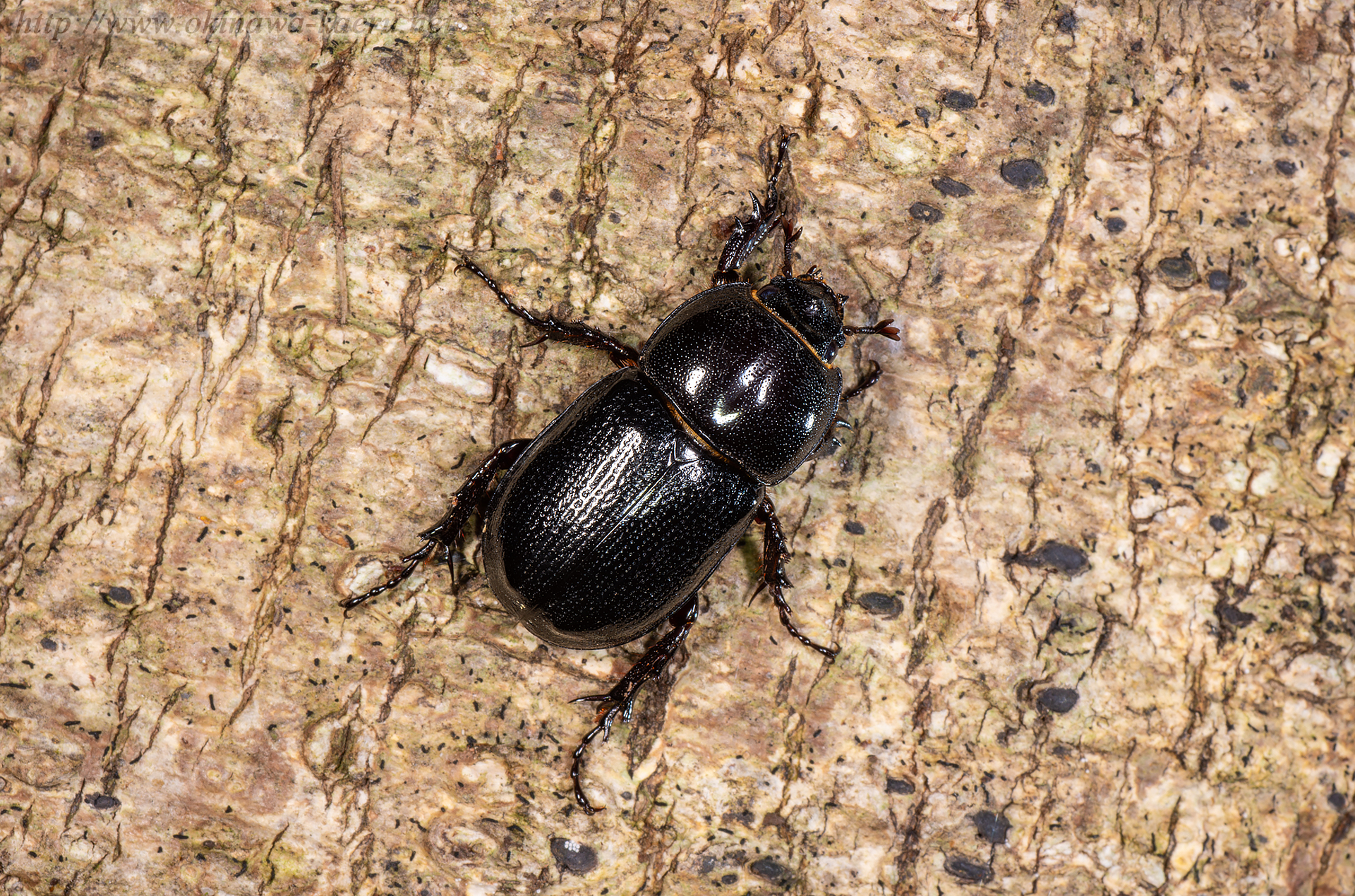 コカブトムシの画像