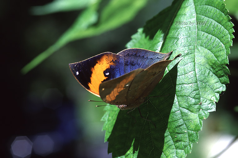 コノハチョウ Kallima inachus eucerca