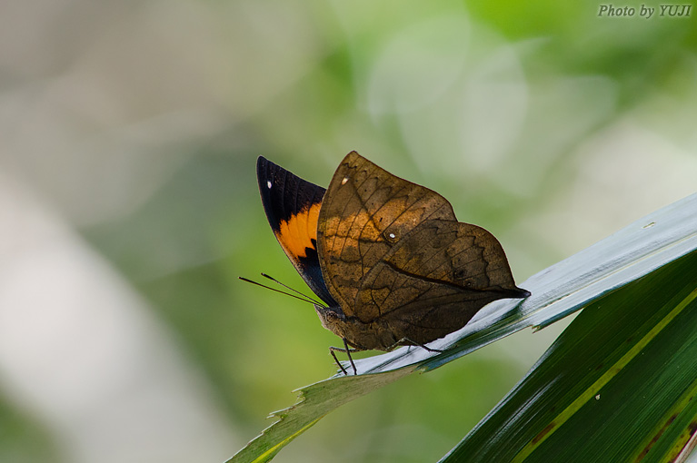 コノハチョウ Kallima inachus eucerca