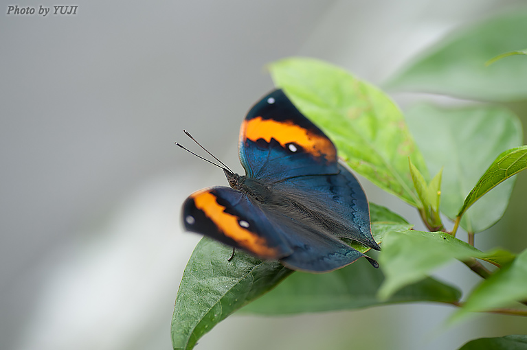 コノハチョウ Kallima inachus eucerca