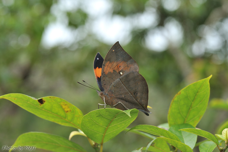 コノハチョウ Kallima inachus eucerca