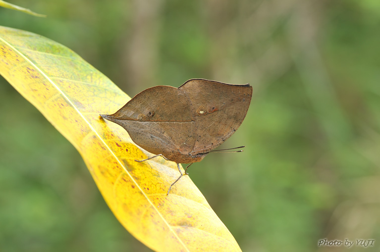 コノハチョウ Kallima inachus eucerca