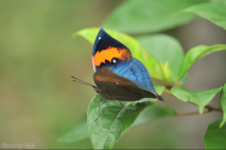 コノハチョウ Kallima inachus eucerca