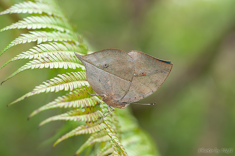 コノハチョウ Kallima inachus eucerca