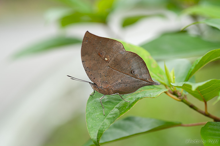 コノハチョウ Kallima inachus eucerca