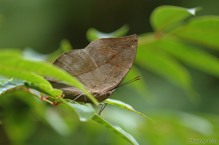 コノハチョウ Kallima inachus eucerca