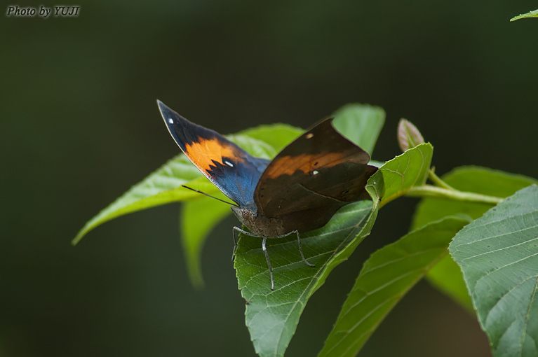 コノハチョウ Kallima inachus eucerca