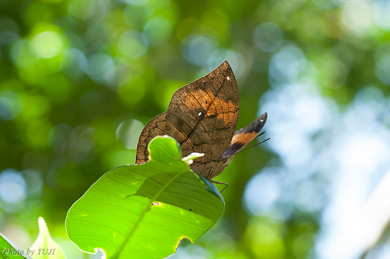 コノハチョウ Kallima inachus eucerca