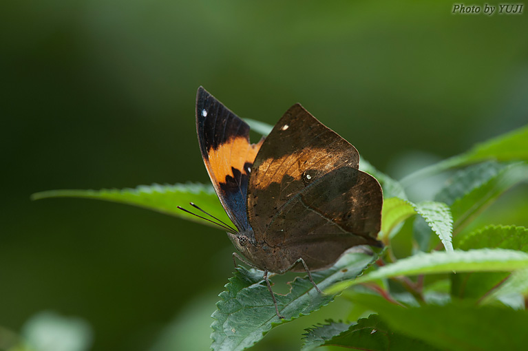 コノハチョウ Kallima inachus eucerca