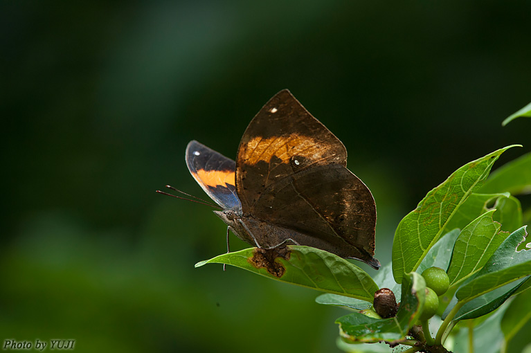 コノハチョウ Kallima inachus eucerca