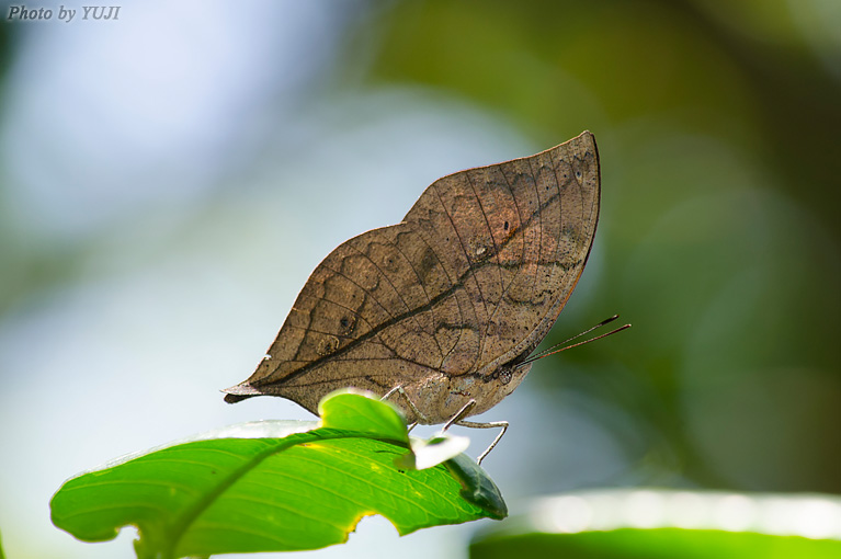 コノハチョウ Kallima inachus eucerca