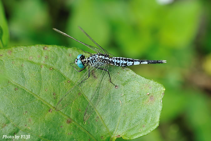 コシブトトンボ Acisoma panorpoides panorpoides