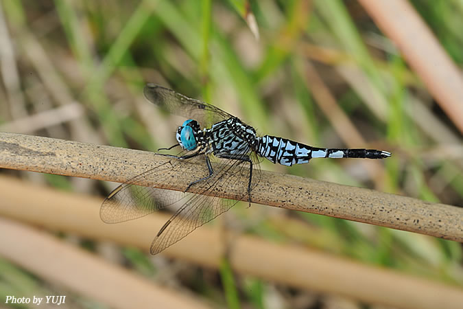 コシブトトンボ Acisoma panorpoides panorpoides