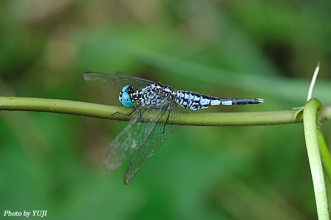 コシブトトンボ Acisoma panorpoides panorpoides