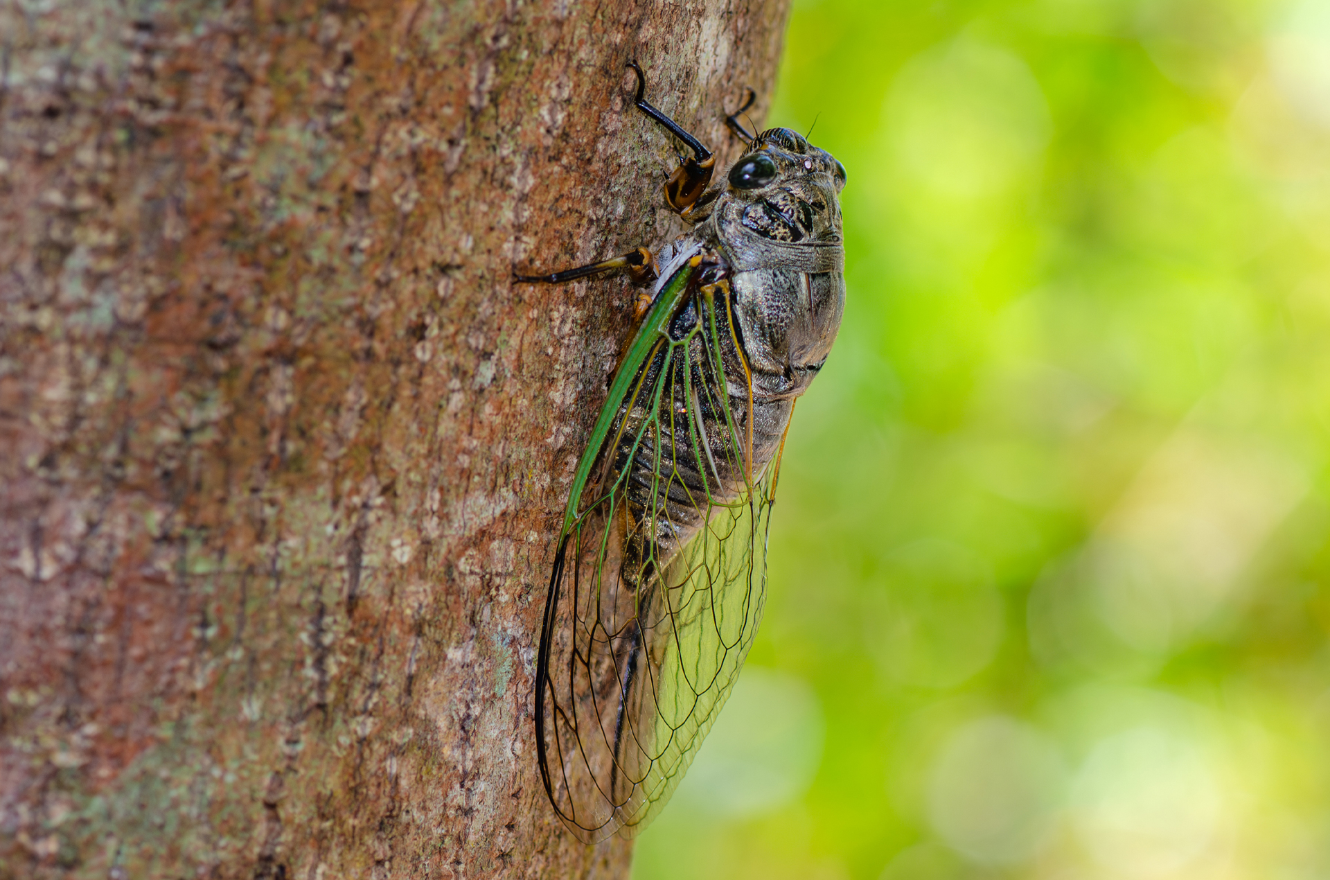 クマゼミの画像