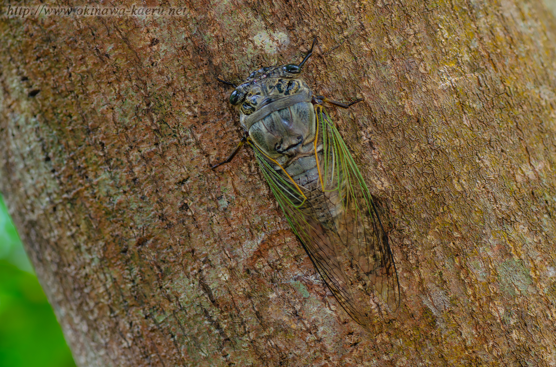 クマゼミの画像