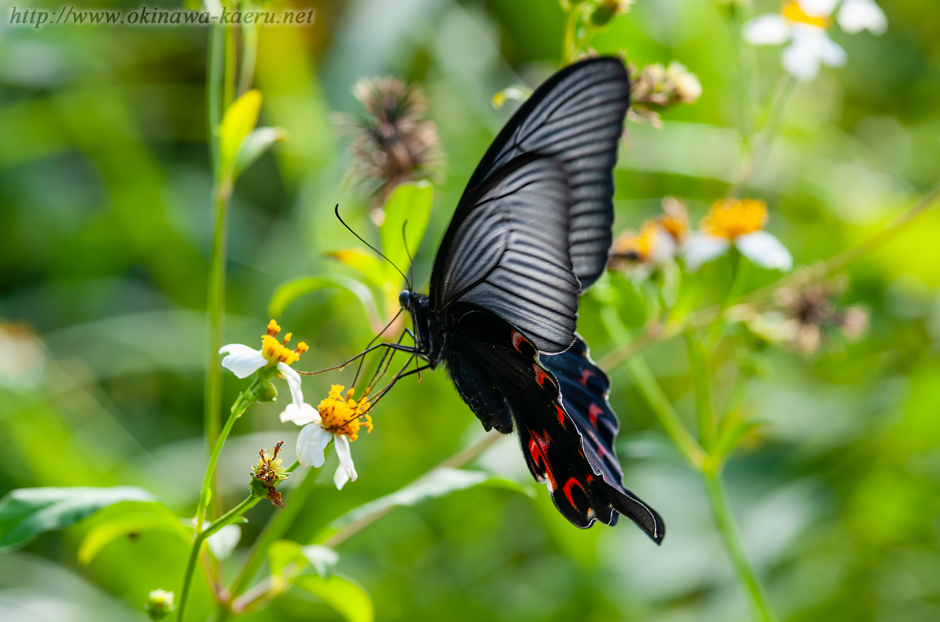 クロアゲハの画像