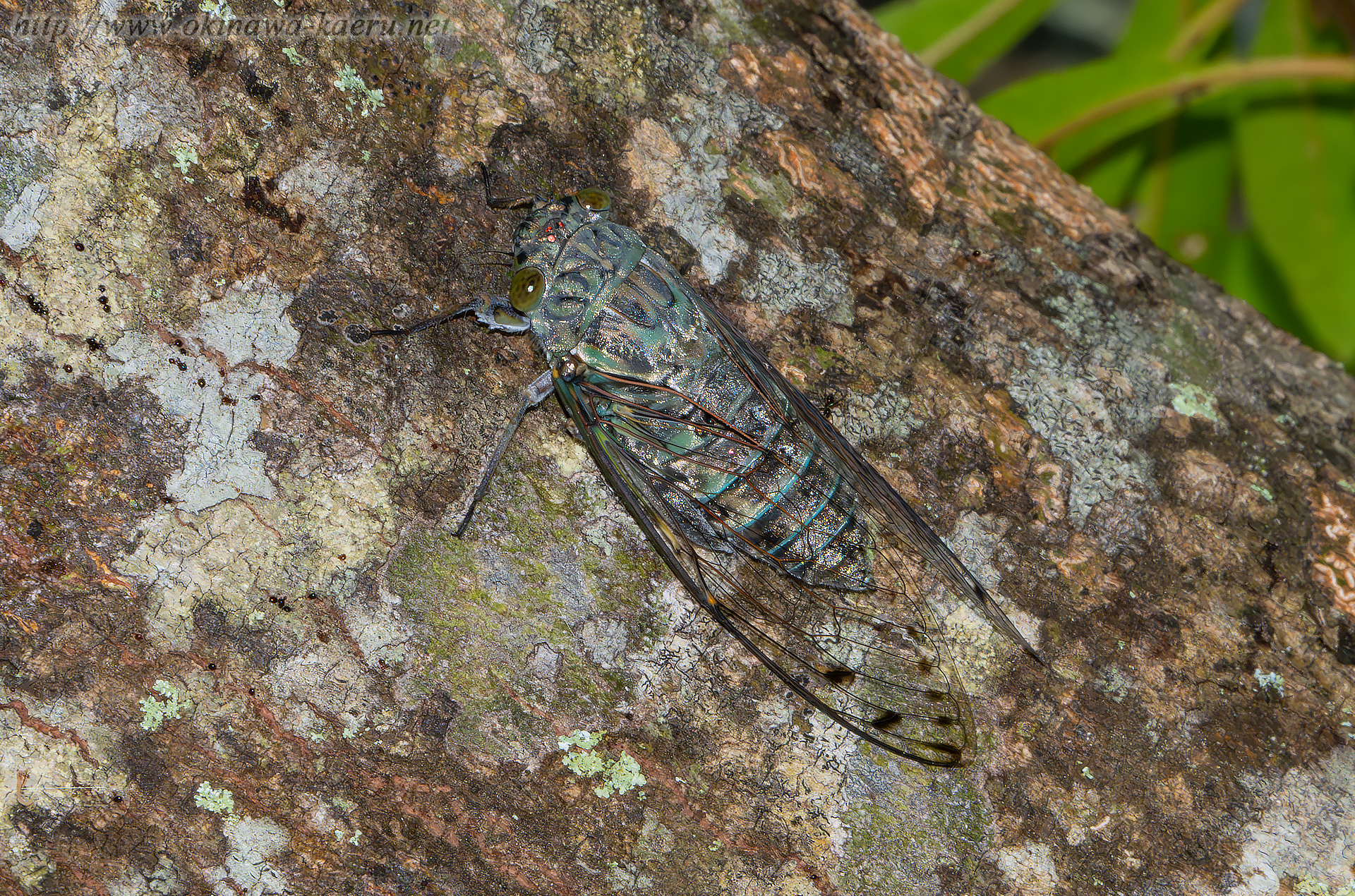 クロイワツクツクの画像