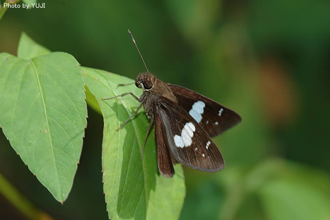 クロセセリ Notocrypta curvifascia