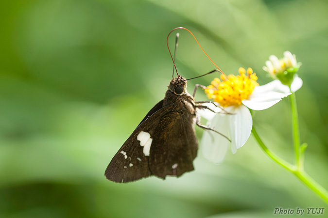 クロセセリ Notocrypta curvifascia