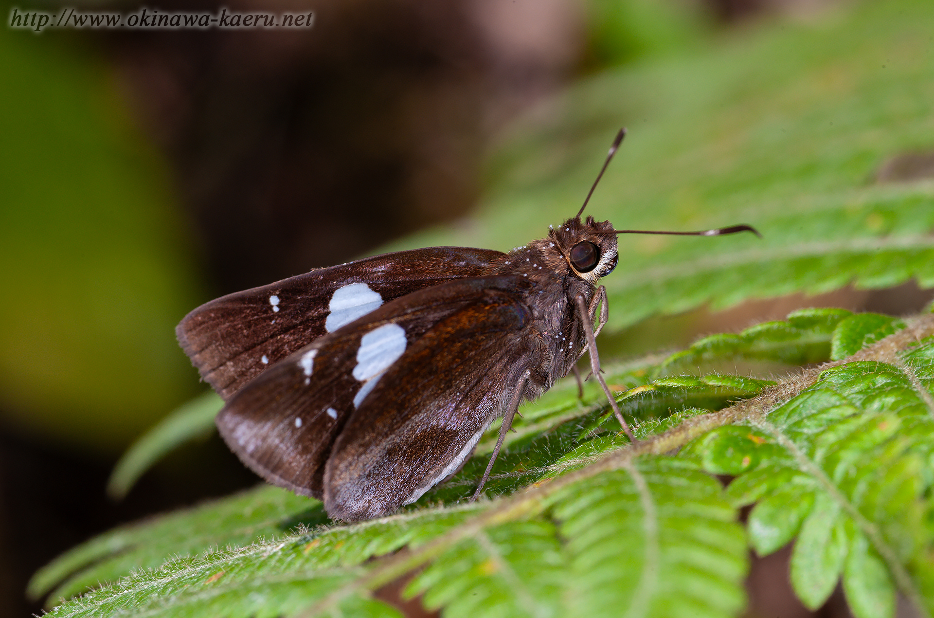 クロセセリの画像