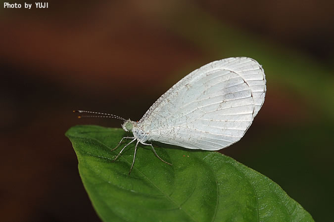 クロテンシロチョウ Leptosia nina niobe