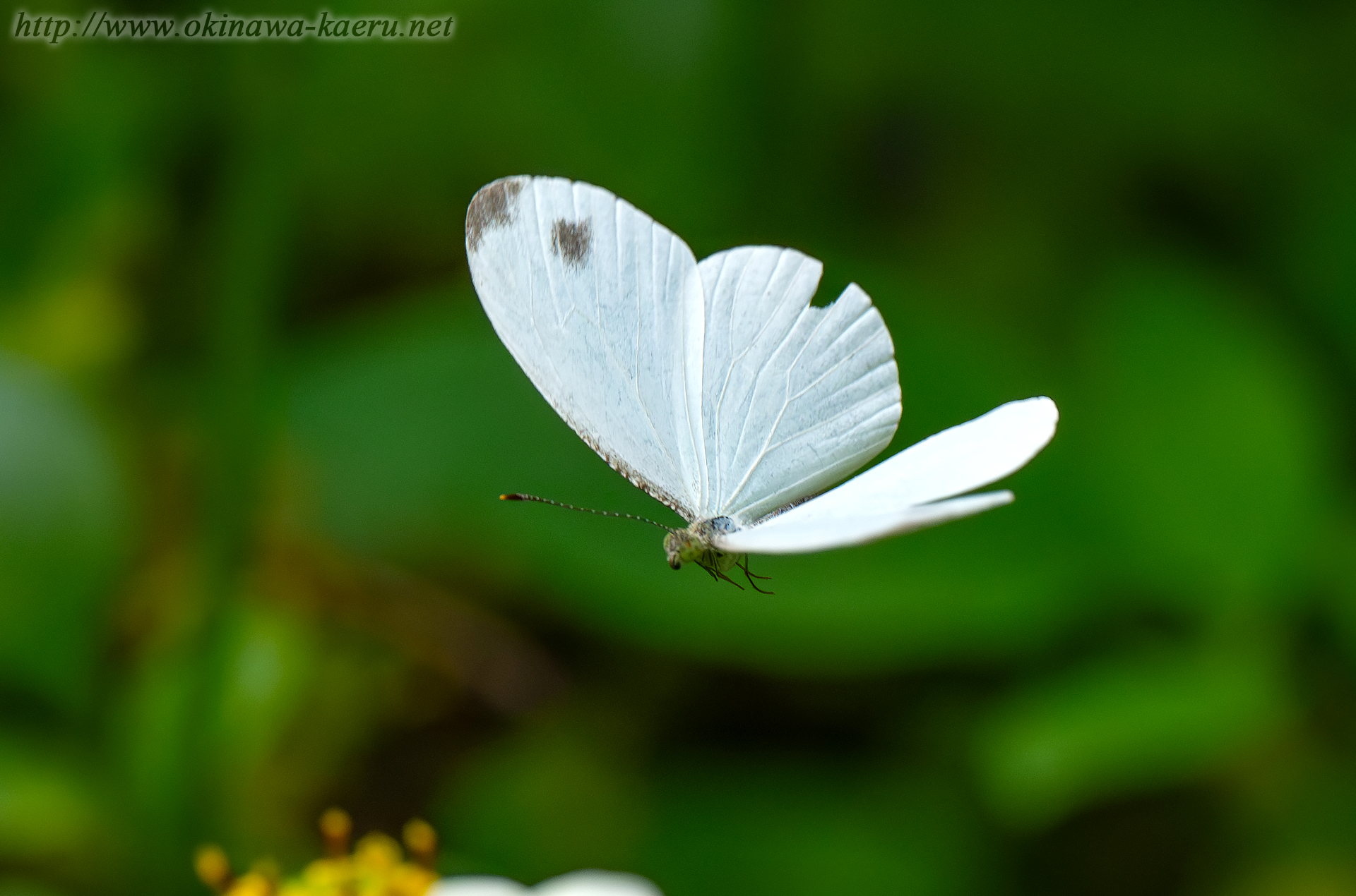 クロテンシロチョウの画像