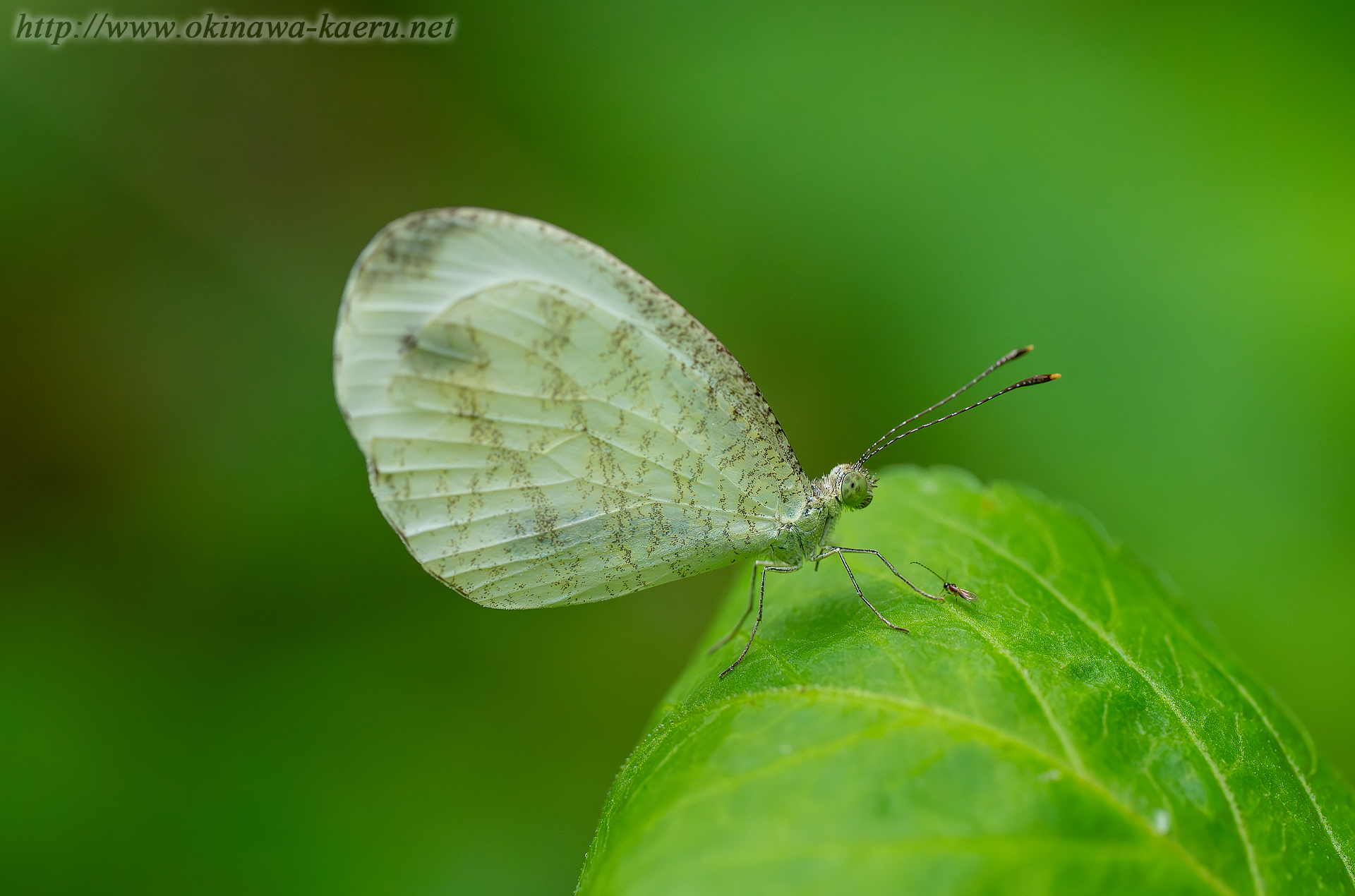 クロテンシロチョウの画像